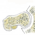 ancanorm